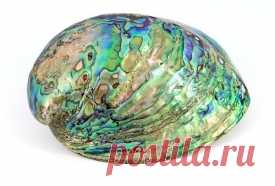 Халиотис - дар моря 

Халиотис - это разновидность перламутра. Но если обычный перламутр обладает бежево-розовыми и голубыми оттенками, то цвета халиотиса подобны северному сиянию. За свою необыкновенную радужную окраску…