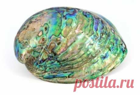 Халиотис - дар моря
Халиотис - это разновидность перламутра. Но если обычный перламутр обладает бежево-розовыми и голубыми оттенками, то цвета халиотиса подобны северному сиянию. За свою необыкновенную радужную окраску…