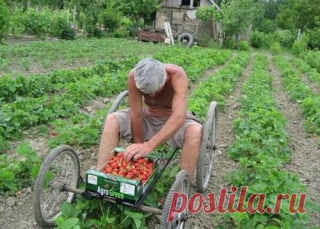 Собираем клубнику