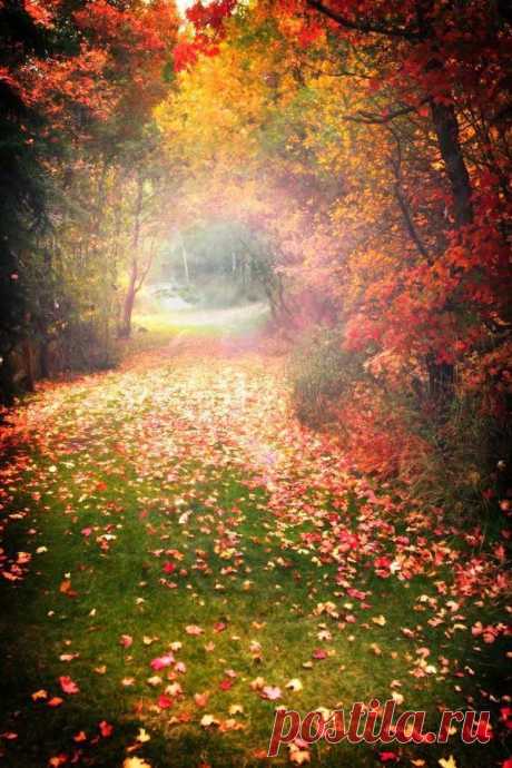 Autumn Dreaming | When the walls blossom