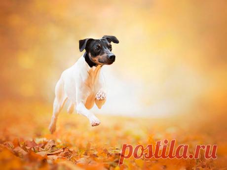 ༺🌸༻.
Японский терьер (микадо-терьер)