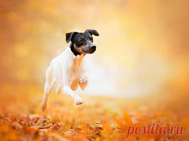 ༺🌸༻.
Японский терьер (микадо-терьер)