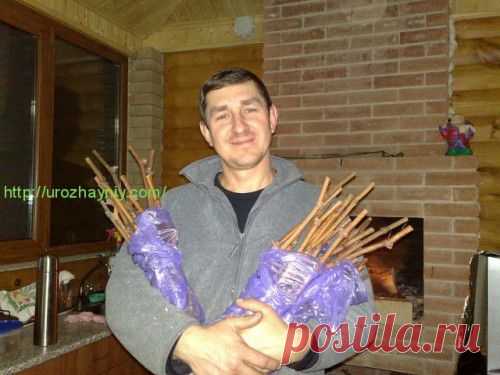Размножение винограда черенками. Автор Александр Сенькин. | Урожайная дача, интернет журнал, все о даче