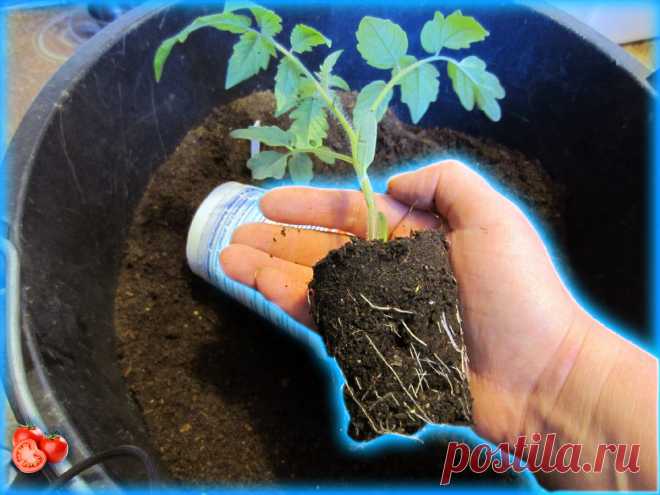 Сеянцы в первые дни нарастили мощные корни. Что обязательно нужно добавить в рассадный грунт | Дачник-удачник | Яндекс Дзен