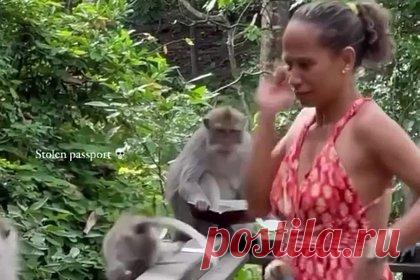 Обезьяна украла паспорт у туристки и порвала его у нее на глазах. На Бали обезьяна украла у туристки из Португалии паспорт и разорвала его у нее на глазах, несмотря на попытку обменять документ на лист бумаги. Выложенный в социальные сети ролик с инцидентом, произошедшим в заповеднике в Убуде, набрал более 750 лайков. Многие комментаторы посочувствовали женщине.