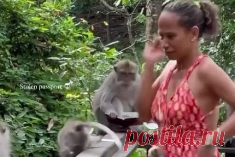 Обезьяна украла паспорт у туристки и порвала его у нее на глазах. На Бали обезьяна украла у туристки из Португалии паспорт и разорвала его у нее на глазах, несмотря на попытку обменять документ на лист бумаги. Выложенный в социальные сети ролик с инцидентом, произошедшим в заповеднике в Убуде, набрал более 750 лайков. Многие комментаторы посочувствовали женщине.