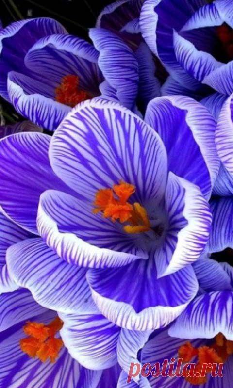 Download 480x800 «цветы» Cell Phone Wallpaper. Category: Flowers