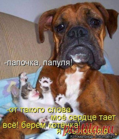 Котоматрицы / Приколы