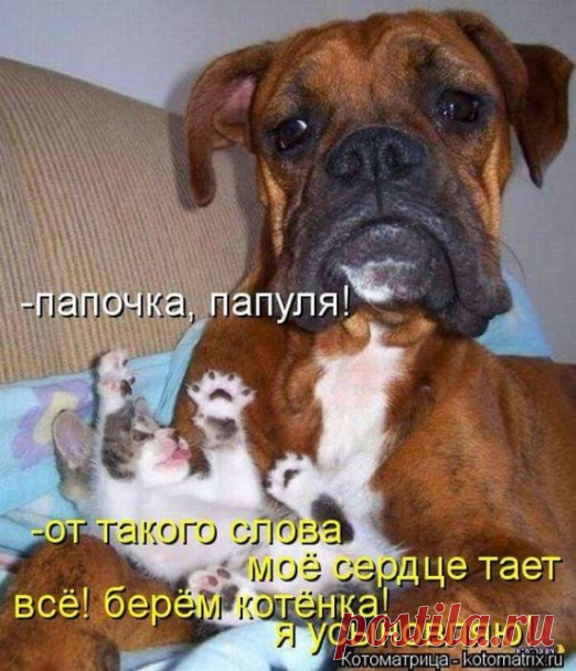 Котоматрицы / Приколы