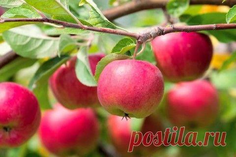 Почему деревья не плодоносят. Виращиваем томаты. Тля на огурцах. Чем и когда удобрять овощи. | ЖЕНСКИЙ МИР