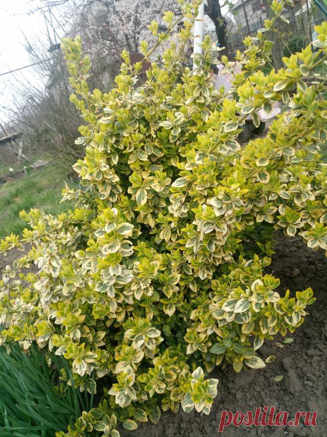 Бересклет Форчуна «Эмеральд н Голд», «Изумруд и золото» (Euonymus fortunei «Emerald`n Gold»)