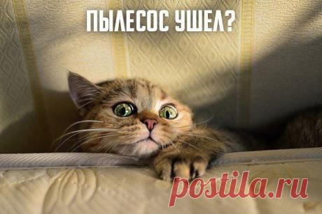 Пылесос ушел?