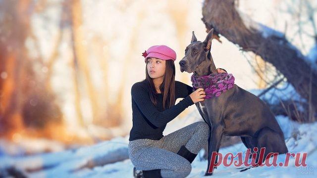 Дог (31 фото)