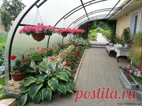 11 супер-эффективных способов удобрить домашние растения