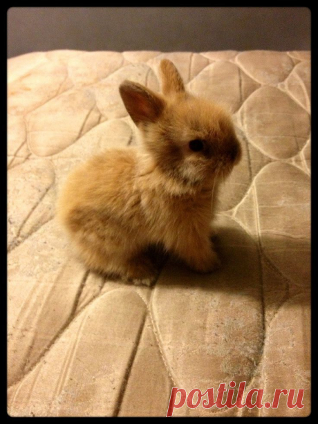 Baby bunny | Madelynn's style