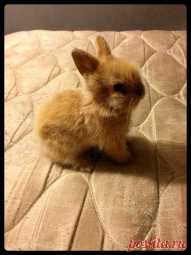Baby bunny | Madelynn's style