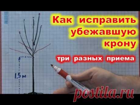 Как ИСПРАВИТЬ убежавшую КРОНУ молодого дерева. Переформировка черешни, груши, абрикоса.