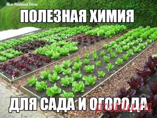Полезная химия для сада и огорода
1. Раствор марганца и медного купороса – эффективное средство борьбы с грибными болезнями на плодовых и ягодных культурах.
2. Ранневесенняя подкормка малины, земляники, смородины и крыжовника раствором того же марганца с борной кислотой помогает значительно увеличить урожай, особенно если у вас песчаные почвы.
3. Соль помогает бороться с вредителями и болезнями. Опрыскивайте крепким соляным раствором яблони и груши до распускания почек –и вы предотврати