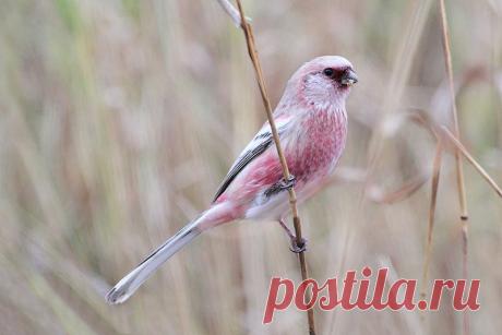 Файл:Uragus.jpg — Википедия