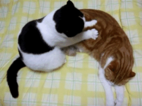 Черные Коты Люды Балиной — «Кошка-массажистка» на Яндекс.Фотках