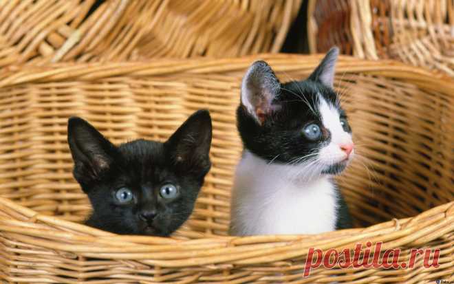 Коты.