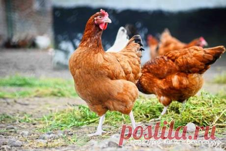 Здоровье кур в домашних условиях и 5 подсказок, чтобы куры не болели 🐔 | Курочка | Яндекс Дзен