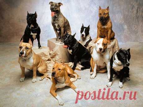 Собрание кобелей