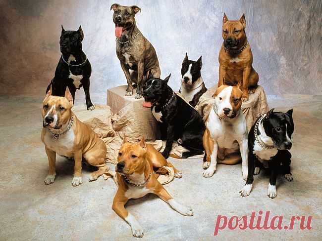 Собрание кобелей