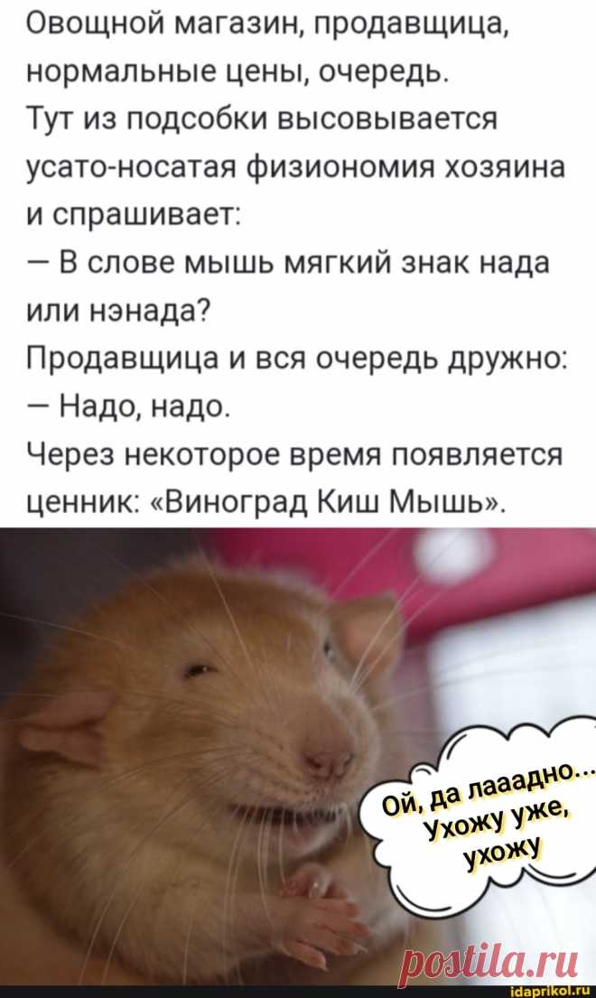Овощной магазин, продавщица, нормальные цены, очередь. Тут из подсобки высовывается усато-носатая физиономия хозяина и спрашивает: - В слове мышь мягкий знак нада или нэнада? Продавщица и вся очередь дружно: - Надо, надо. Через некоторое время появляется ценник: "Виноград Киш Мышь". - ) / АйДаПрикол .)