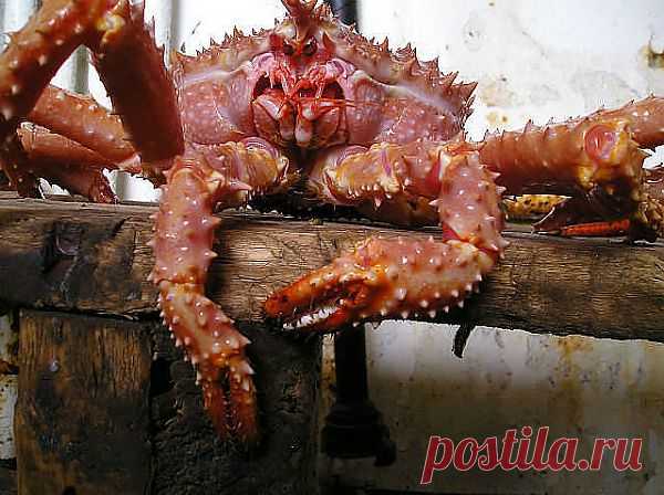 Дары  моря.