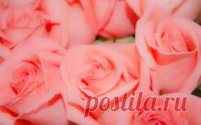 Цветы обои на рабочий стол - страница 11