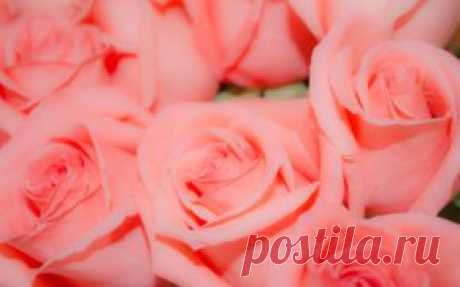 Цветы обои на рабочий стол - страница 11