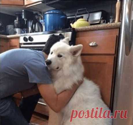 Домашние животные, которые ненавидят целоваться и обниматься