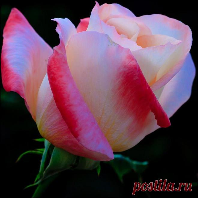 Письмо «сообщение Schamada : Очаровательные розы фотографа Jack o' Lantern (21:50 12-05-2014) [3907317/324332725]» — Schamada — Яндекс.Почта