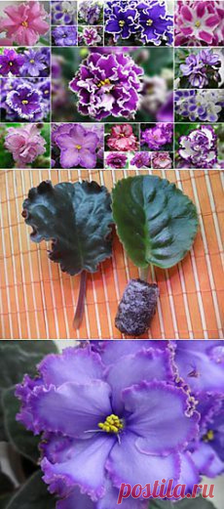 (1381) фиалки в Pinterest