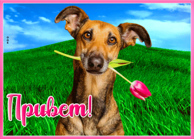 Приветик мой дорогой друг!