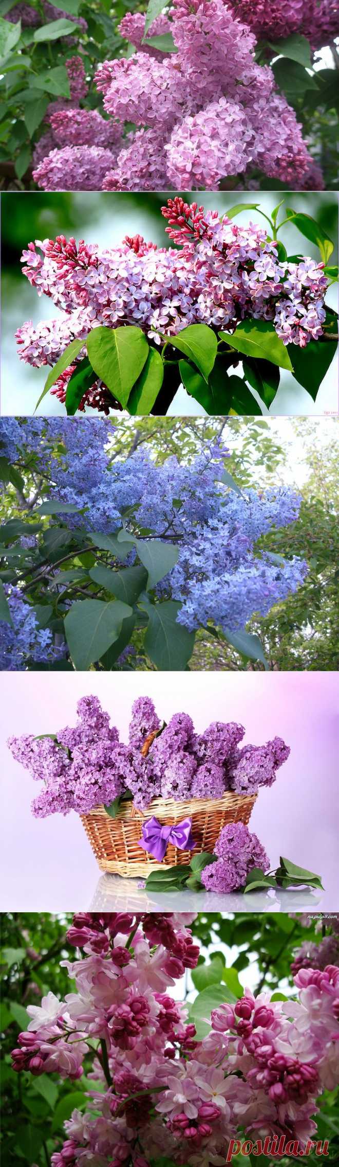 НЕЖНЫЙ БЛИК СИРЕНИ | Самоцветик