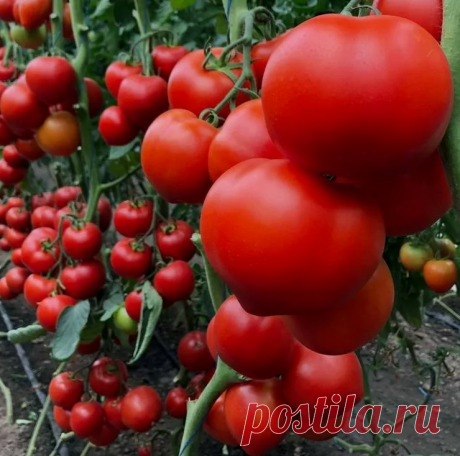 Соседи плачут от зависти, когда видят мой урожай помидоров | Твоя Дача | Дзен