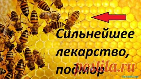 СИЛЬНЕЙШЕЕ ЛЕКАРСТВО ПЧЕЛИНЫЙ ПОДМОР.НАСТОЙКА.