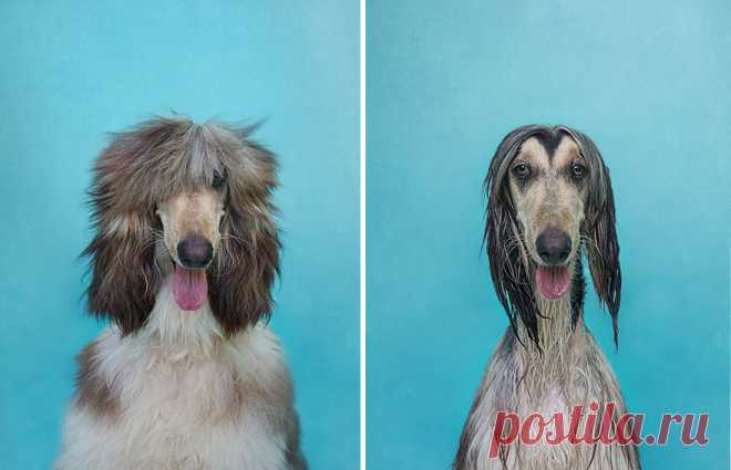 FFUN — Собаки до и после купания