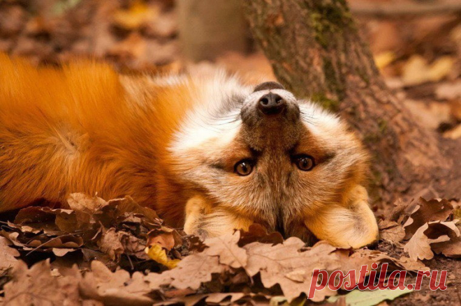 Мой Мир@Mail.Ru