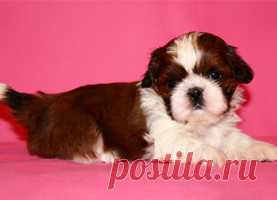 Помет П - HASHANAH HOT N SPICY + ПАТИ