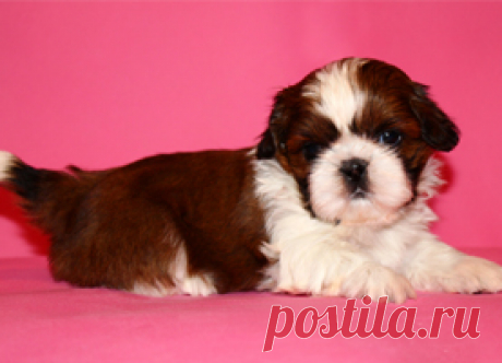 Помет П - HASHANAH HOT N SPICY + ПАТИ