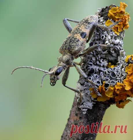 Рагий чёрнопятнистый — National Geographic Россия