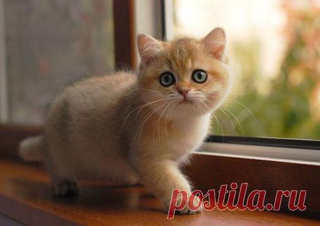 Приложение &quot;Открытки&quot;
Иринa Плeснинa