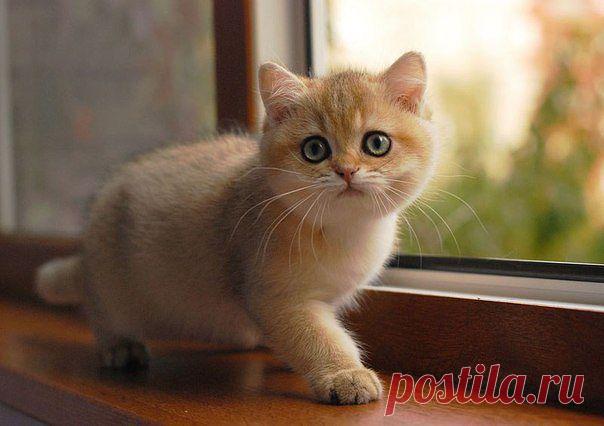 Приложение "Открытки"
Иринa Плeснинa