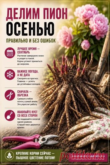 Делим пион осенью правильно и без ошибок