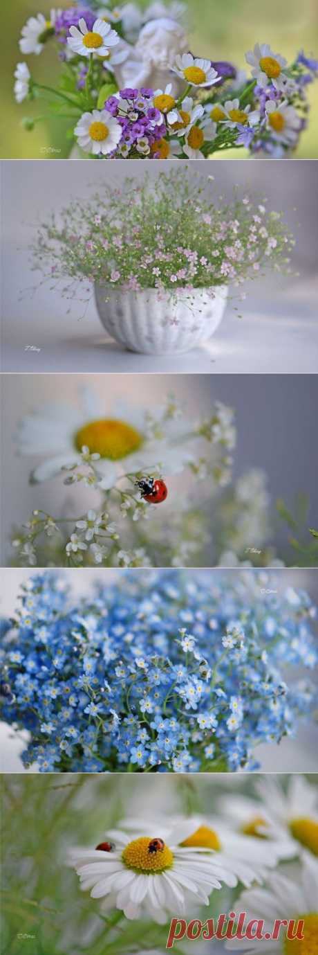 Нежные цветы в фото натюрмортах Татьяны Образ | Newpix.ru - позитивный интернет-журнал