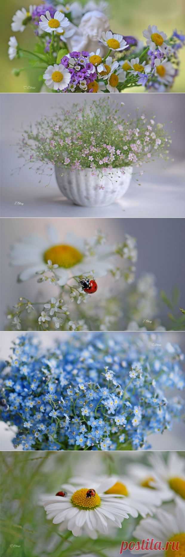Нежные цветы в фото натюрмортах Татьяны Образ | Newpix.ru - позитивный интернет-журнал