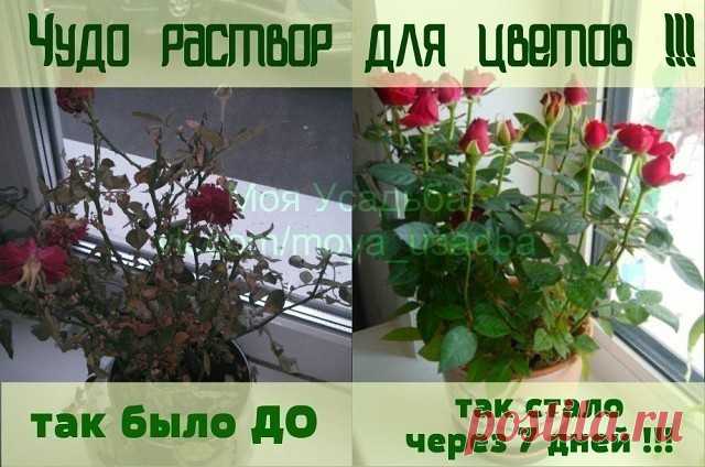 Чудо раствор для цветов.